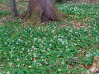 Blühender Bärlauch umgibt einen Baumstamm im Wald